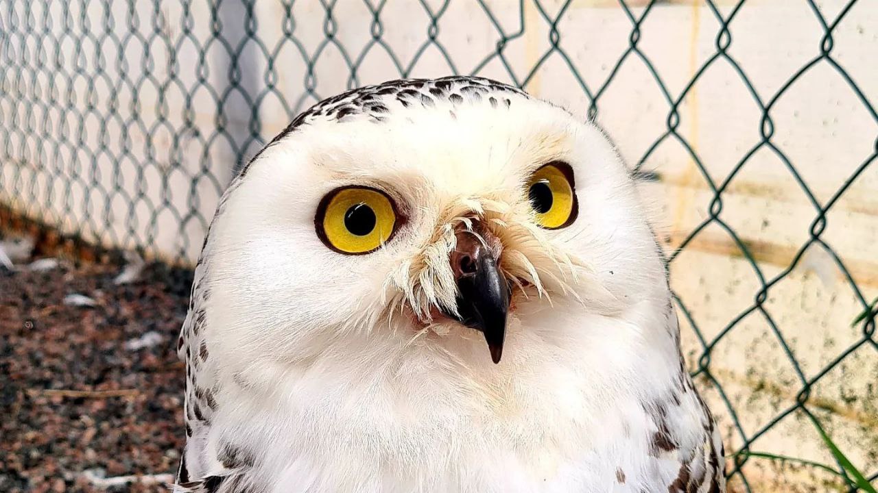 Экскурсия в карельский зоопарк для детей зимой 2025