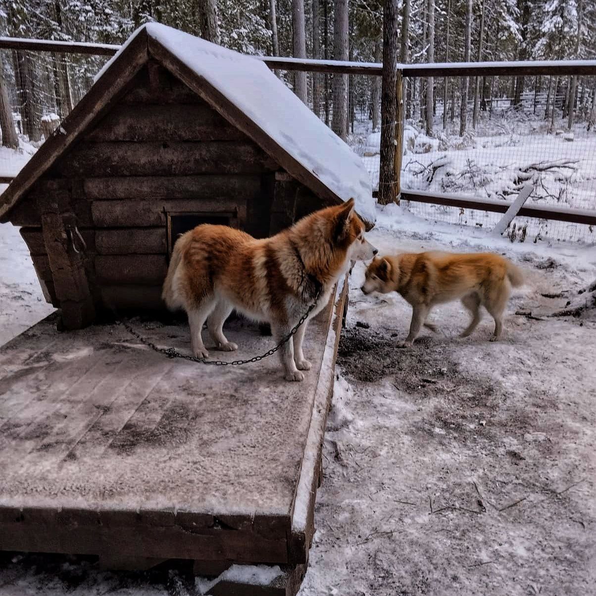 Питомник хаски в Карелии - сибирские и аляскинские ездовые собаки