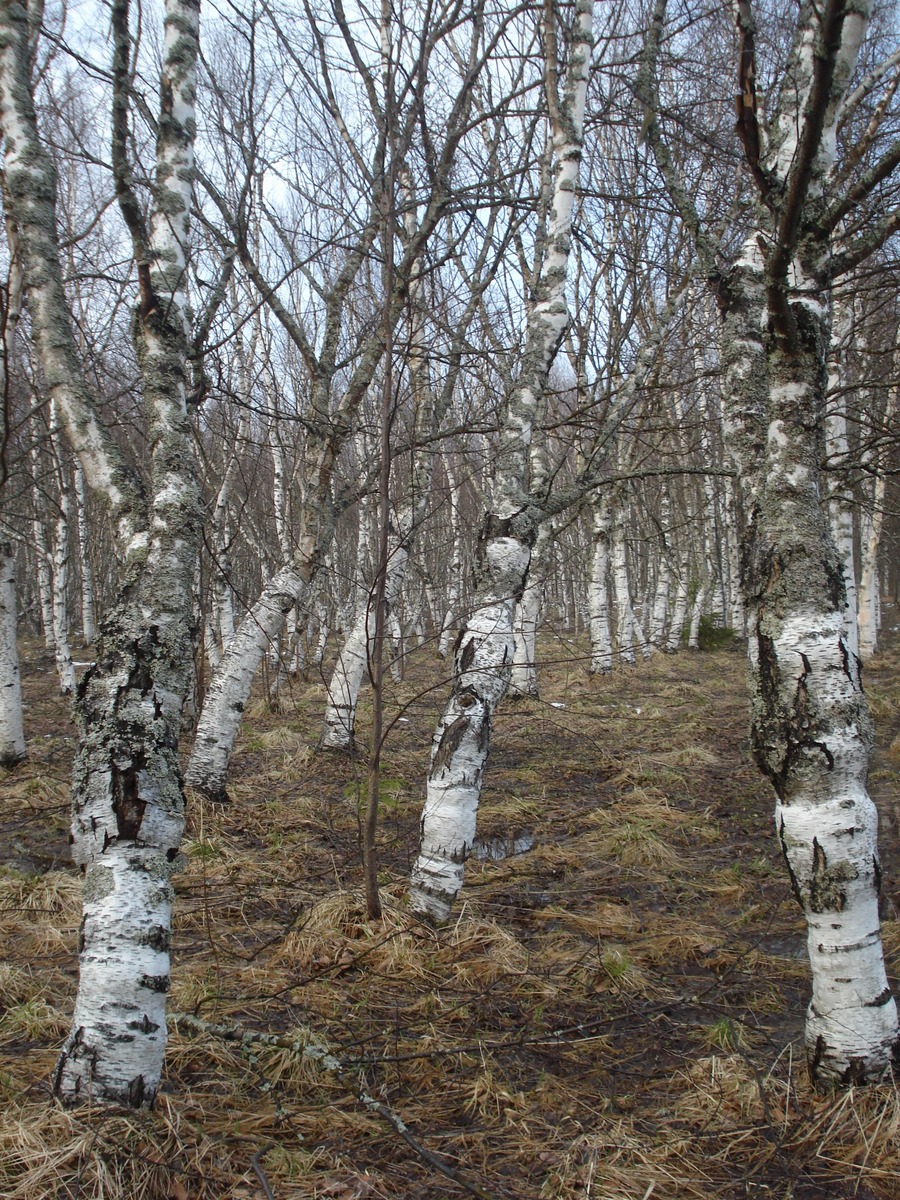 Карельская береза - уникальное дерево Карелии