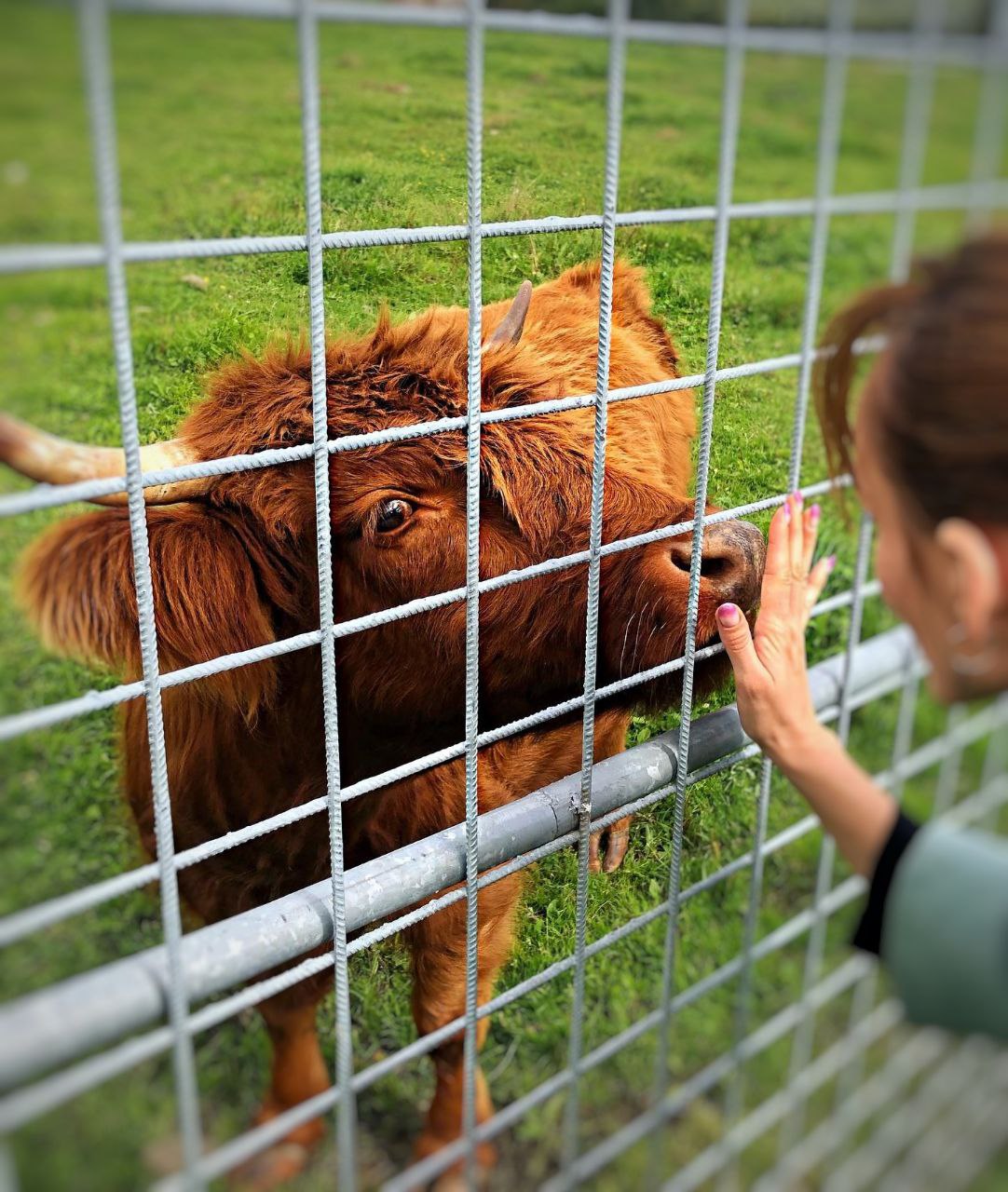 Карельский зоопарк Киркколахти - самый большой зоопарк Карелии