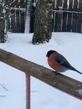 Снегирь