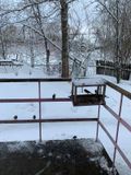 Птичья столовая