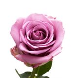 Розы одноголовые (разные расцветки)
