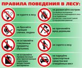 Правила поведения в лесу