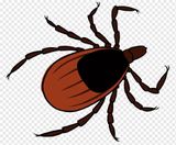 Клещи активизировались в Ивановской области