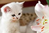 Осторожно, лилии и ирисы: чем опасны любимые садовые цветы для домашних кошек