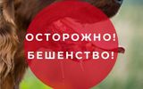 Внимание: бешенство – смертельная опасность! Соблюдайте правила профилактики