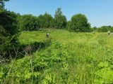 Глава Заволжского района проконтролировал ликвидацию борщевика Сосновского