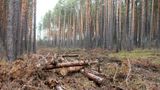 Ивановской межрайонной природоохранной прокуратурой проведена проверка соблюдения лесного законодательства