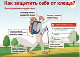 Почему средство от комаров не спасет от клеща, и наоборот