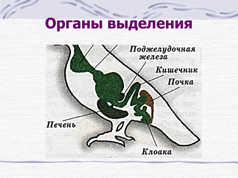 Класс птицы выделительная система. Строение выделительной системы птиц. Стр1ение вы3е2ите20н1й системы птиц. Выделительная система птиц 7 класс. Выделительная система птиц схема.