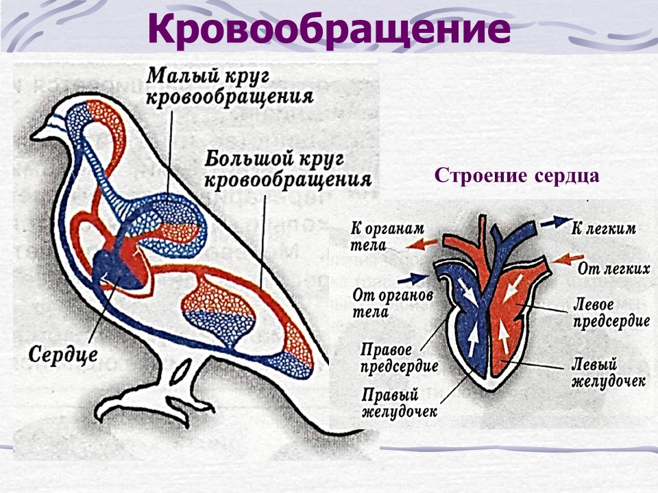 Животное имеет один круг кровообращения. Кровеносная система птиц 7 класс биология. Строение сердца и кровеносной системы птиц. Схема кровеносной системы птицы биология 7 класс. Схема строения кровеносной системы птиц.