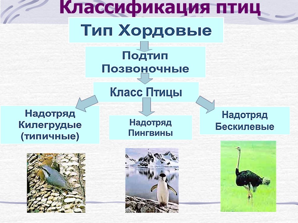 Многообразие птиц таблица
