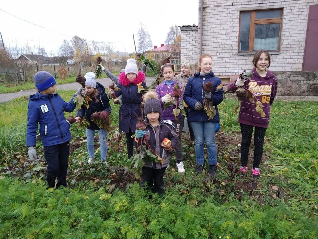 Езвинская средняя общеобразовательная школа. Уборка урожая на пришкольном  участке