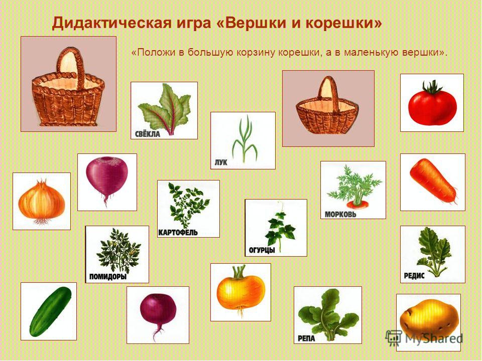 План растительный мир старшая группа