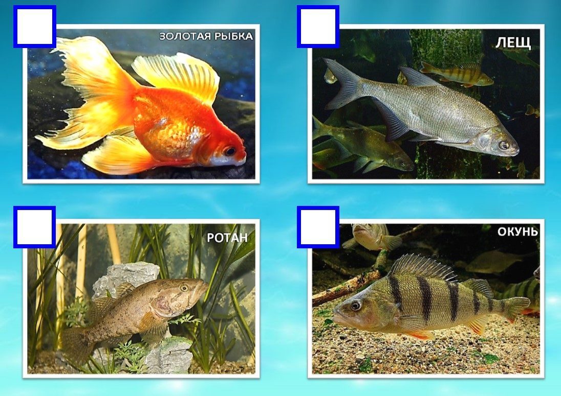 Различия аквариума и естественного водоема. Речные и аквариумные рыбы. Рыбы для дошкольников. Рыбы обитатели водоемов для дошкольников. Аквариумные рыбки для дошкольников.