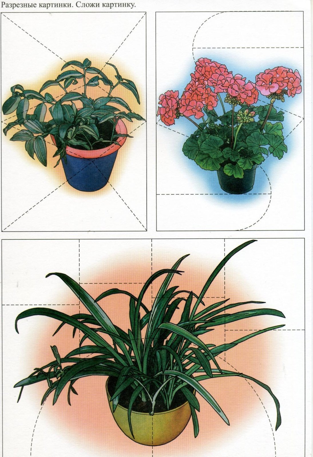 Узнать комнатное растение по фото