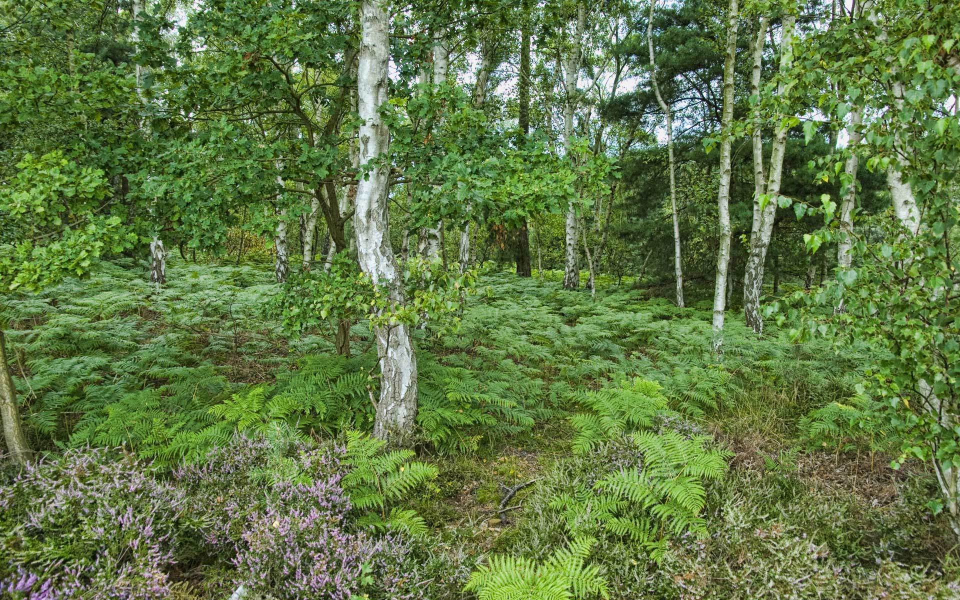 Собранные лиственных. Широколиственный лес. Лиственный лес средней полосы России. Подлесок лиственного леса.