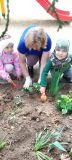 Посадка цветов на клумбе. Средняя группа "Сказка"