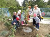 Старшая группа "Сказка" помогли посадить березку у входа в детский сад