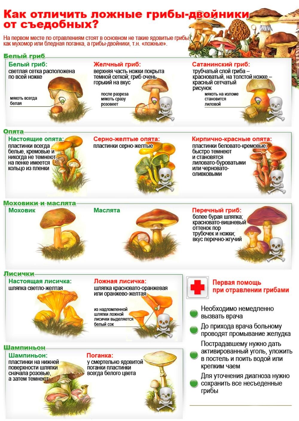 Памятка грибника рисунок