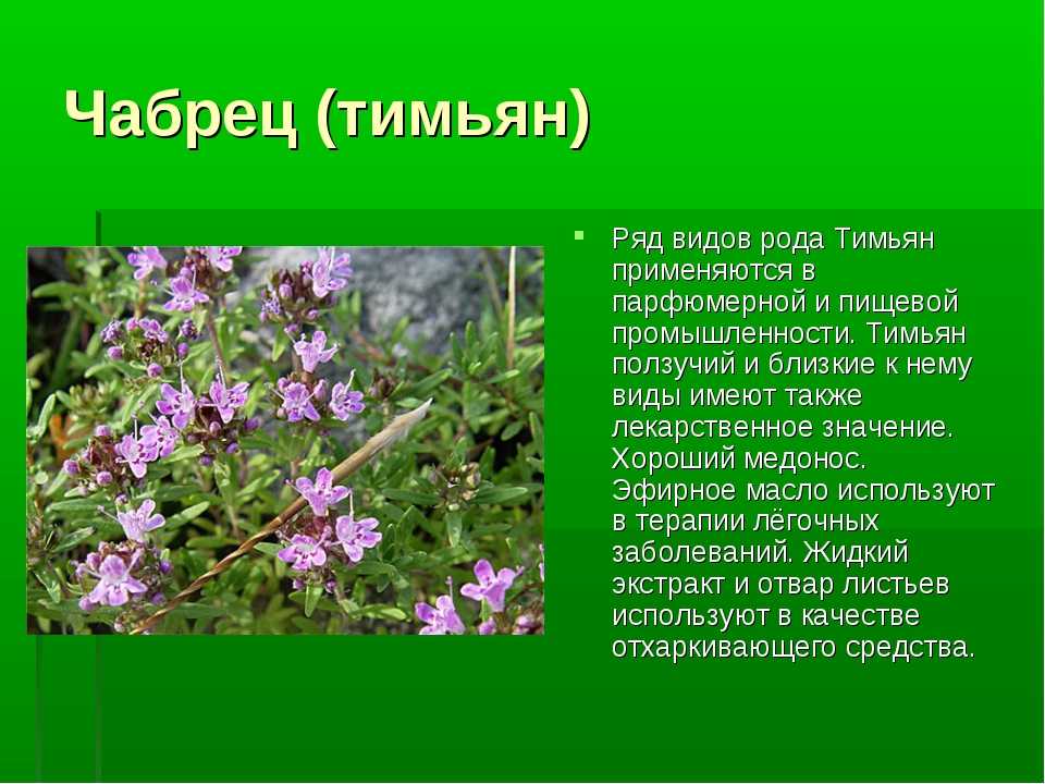 Как выглядит тимьян трава фото и описание