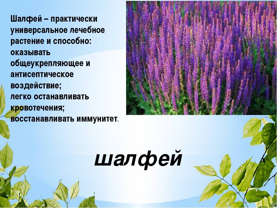 Как цветет шалфей лекарственный фото и описание МБДОУ "Детский сад общеразвивающего вида № 2 поселка Маслова Пристань". Дидактич