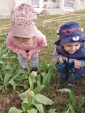 Наблюдение за тюльпанами