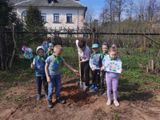 Посадка дерева (берёза) на территории ДОУ