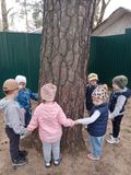 Точка "Сосна" на экологической тропе.