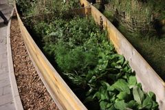 Посещение Огорода на Карповке