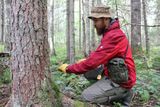  Научный сотрудник Института леса КарНЦ РАН Владимир Карпин определяет возраст деревьев в районе исследования. Август, 2024