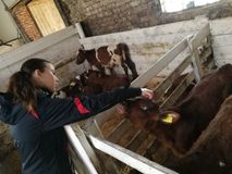 ООО «Ладожское»