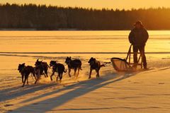 "Double Dream", Шамуков Руслан