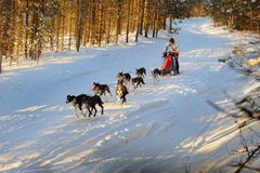 "Double Dream", Шамуков Руслан