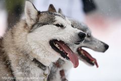 "По земле Сампо", Дмитрий Копарев