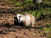 Зоокомплекс "Три медведя", Лебедева А.О.