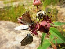 Виктор Смольков