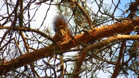 Прохорова А.П.