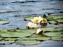 Сямозерье, Прохорова А.П.