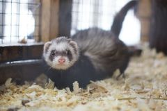 Зоокомплекс "Три медведя"