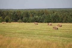 Маньга, Прохорова А.П.