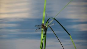стрекоза, Прохорова А.П.