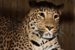 "Три медведя"