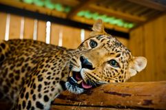 Зоокомплекс "Три медведя"