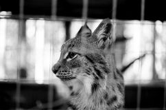 "Три медведя"