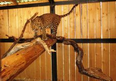 Зоокомплекс "Три медведя", Лебедева А.О.