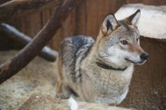 Зоокомплекс "Три медведя"