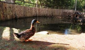 Зоокомплекс "Три медведя", Лебедева А.О.