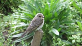 Прохорова А.П.